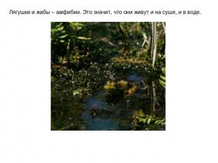 Лягушки и жабы – амфибии. Это значит, что они живут и на суше, и в воде.