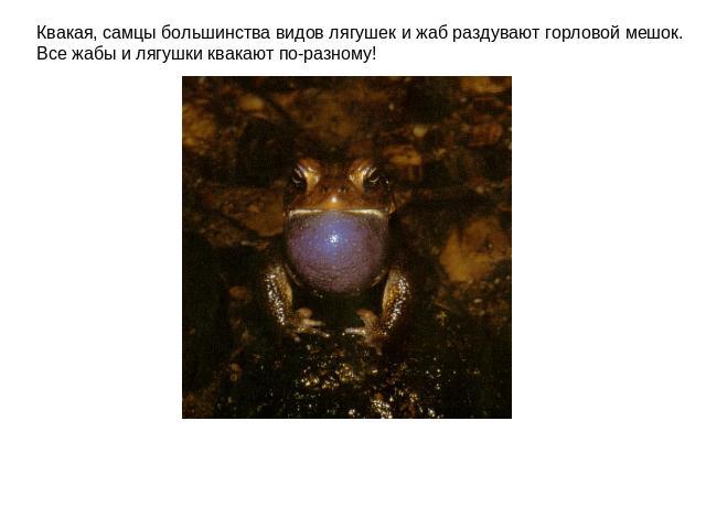 Квакая, самцы большинства видов лягушек и жаб раздувают горловой мешок. Все жабы и лягушки квакают по-разному!