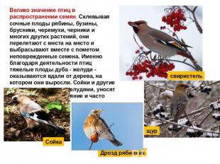Велико значение птиц в распространении семян. Склевывая сочные плоды рябины, буз