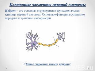 Клеточные элементы нервной системы Нейрон – это основная структурная и функциона