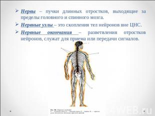 Нервы – пучки длинных отростков, выходящие за пределы головного и спинного мозга