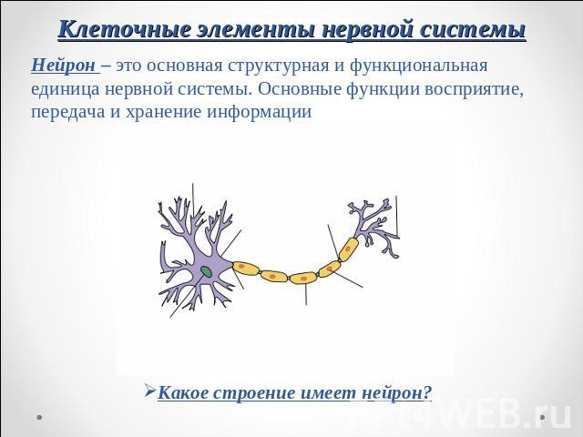 Клеточные элементы нервной системы Нейрон – это основная структурная и функциональная единица нервной системы. Основные функции восприятие, передача и хранение информации Какое строение имеет нейрон?