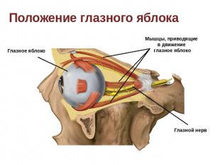 Положение глазного яблока Глазное яблоко Мышцы, приводящие в движение глазное яб