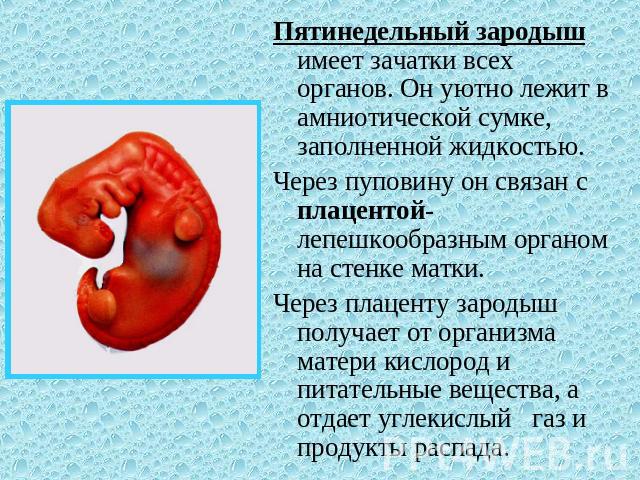 Пятинедельный зародыш имеет зачатки всех органов. Он уютно лежит в амниотической сумке, заполненной жидкостью. Через пуповину он связан с плацентой- лепешкообразным органом на стенке матки. Через плаценту зародыш получает от организма матери кислоро…