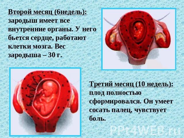 Второй месяц (6недель): зародыш имеет все внутренние органы. У него бьется сердце, работают клетки мозга. Вес зародыша – 30 г. Третий месяц (10 недель): плод полностью сформировался. Он умеет сосать палец, чувствует боль.