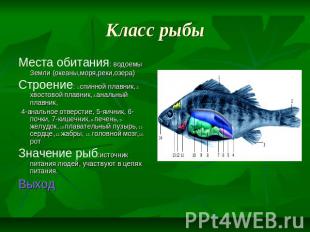 Класс рыбы Места обитания: водоемы Земли (океаны,моря,реки,озера) Строение: 1-сп
