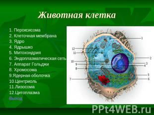 Животная клетка 1. Пероксисома 2. Клеточная мембрана 3. Ядро 4. Ядрышко 5. Митох