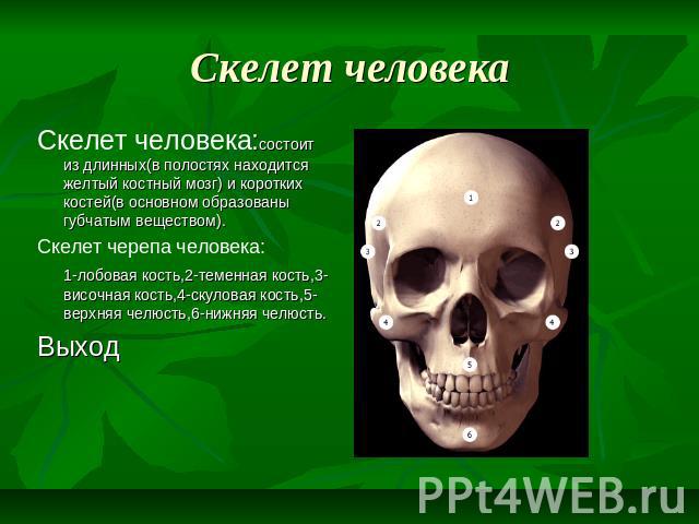 Скелет человека Скелет человека:состоит из длинных(в полостях находится желтый костный мозг) и коротких костей(в основном образованы губчатым веществом). Скелет черепа человека: 1-лобовая кость,2-теменная кость,3-височная кость,4-скуловая кость,5-ве…