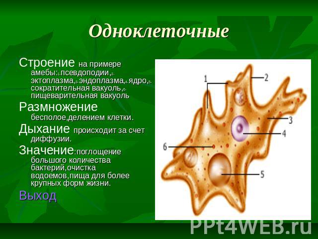 Одноклеточные Строение на примере амебы:1-псевдоподии,2-эктоплазма,3-эндоплазма,4-ядро,5-сократительная вакуоль,6-пищеварительная вакуоль Размножение бесполое,делением клетки. Дыхание происходит за счет диффузии. Значение:поглощение большого количес…