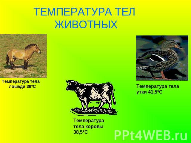 ТЕМПЕРАТУРА ТЕЛ ЖИВОТНЫХ Температура тела лошади 38*С Температура тела утки 41,5*С Температура тела коровы 38,5*С