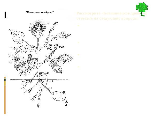 Рассмотрите рисунок на котором изображено генеалогическое древо человека какое свойство живых систем