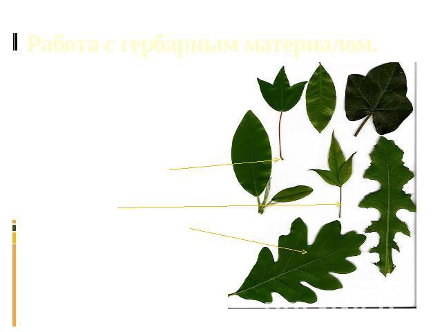 Работа с гербарным материалом. Рассмотрите на гербарных экземплярах простые листья. Отметьте у них: основание, прилистники, черешок, листовую пластинку. У всех ли листьев можно найти эти части?