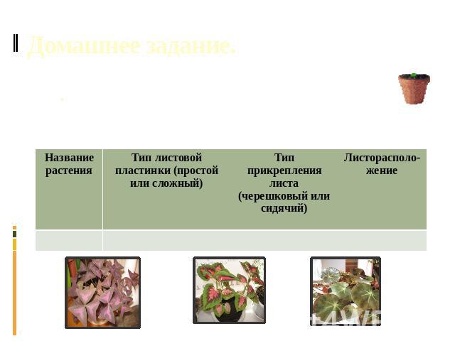 Почему растение изображенное на рисунке имеет листья разной формы