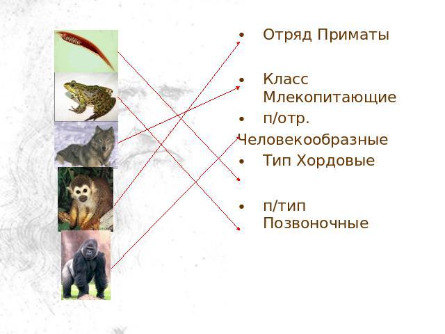 Отряд Приматы Класс Млекопитающие п/отр. Человекообразные Тип Хордовые п/тип Позвоночные
