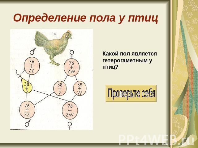 Определение пола у птиц Какой пол является гетерогаметным у птиц? Проверьте себя