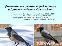 Динамика популяции серой вороны в Демском районе г.Уфы за 5 лет