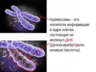 Хромосомы - это носители информации в ядре клетки, состоящие из молекул ДНК (Дез