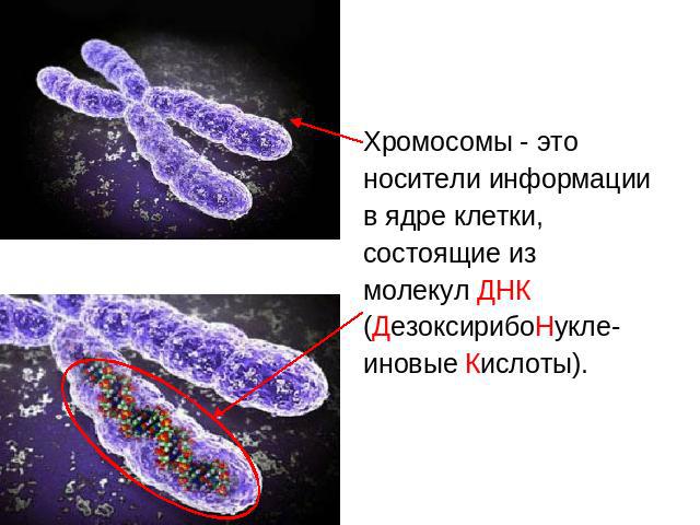 Хромосомы - это носители информации в ядре клетки, состоящие из молекул ДНК (ДезоксирибоНукле- иновые Кислоты).