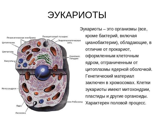 ЭУКАРИОТЫ Эукариоты – это организмы (все, кроме бактерий, включая цианобактерии), обладающие, в отличие от прокариот, оформленным клеточным ядром, отграниченным от цитоплазмы ядерной оболочкой. Генетический материал заключен в хромосомах. Клетки эук…