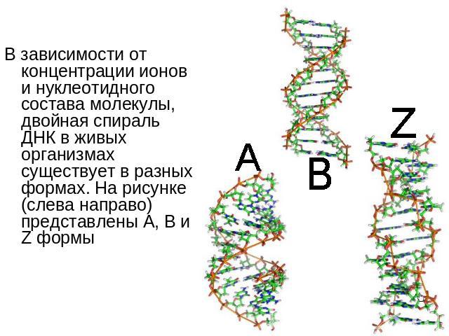 В зависимости от концентрации ионов и нуклеотидного состава молекулы, двойная спираль ДНК в живых организмах существует в разных формах. На рисунке (слева направо) представлены A, B и Z формы