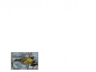 Вопросы: Вопросы: 1)Красногрудый, чернокрылый, Любит зернышки клевать, С первым