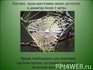 Паутина паука-крестовика может достигать в диаметре более 1 метра Время, необход
