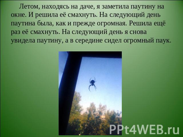Летом, находясь на даче, я заметила паутину на окне. И решила её смахнуть. На следующий день паутина была, как и прежде огромная. Решила ещё раз её смахнуть. На следующий день я снова увидела паутину, а в середине сидел огромный паук.