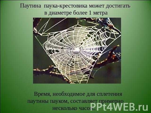 Паутина паука-крестовика может достигать в диаметре более 1 метра Время, необходимое для сплетения паутины пауком, составляет примерно несколько часов..