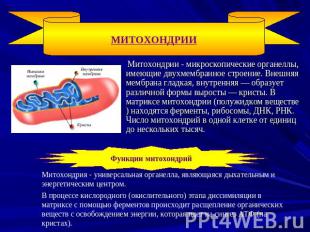 Митохондрии Митохондрии - микроскопические органеллы, имеющие двухмембранное стр
