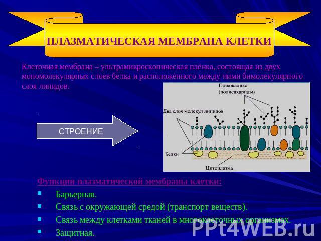 ПЛАЗМАТИЧЕСКАЯ МЕМБРАНА КЛЕТКИ Клеточная мембрана – ультрамикроскопическая плёнка, состоящая из двух мономолекулярных слоев белка и расположенного между ними бимолекулярного слоя липидов. СТРОЕНИЕ Функции плазматической мембраны клетки: Барьерная. С…