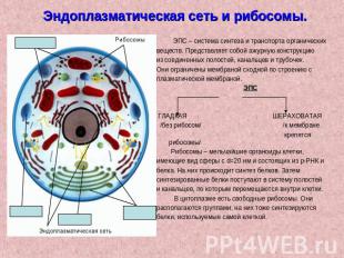 Эндоплазматическая сеть и рибосомы. ЭПС – система синтеза и транспорта органичес
