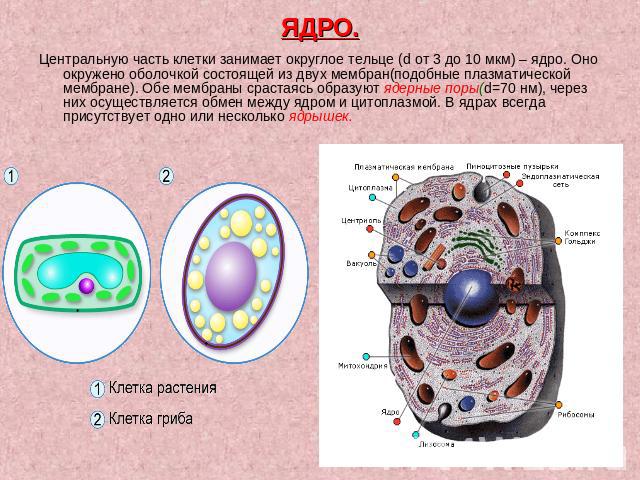 ЯДРО. Центральную часть клетки занимает округлое тельце (d от 3 до 10 мкм) – ядро. Оно окружено оболочкой состоящей из двух мембран(подобные плазматической мембране). Обе мембраны срастаясь образуют ядерные поры(d=70 нм), через них осуществляется об…