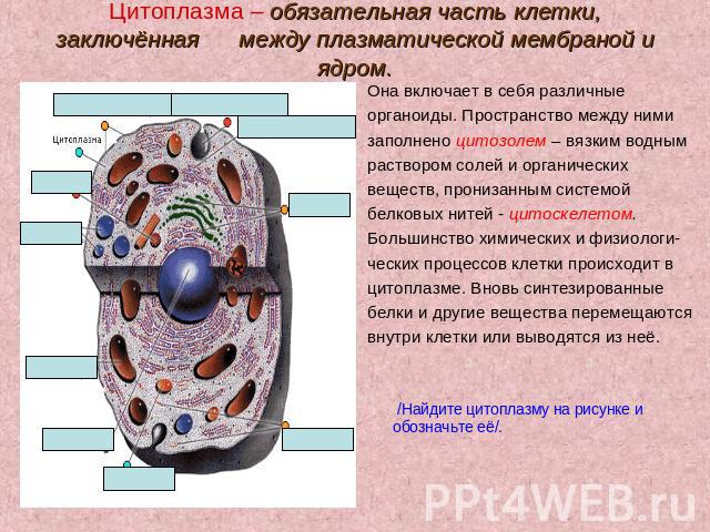 Цитоплазма – обязательная часть клетки, заключённая между плазматической мембраной и ядром. Она включает в себя различные органоиды. Пространство между ними заполнено цитозолем – вязким водным раствором солей и органических веществ, пронизанным сист…