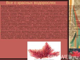 Все о красных водорослях Красные водоросли, багрянки (Rhodophyta), отдел (тип) в