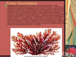 Класс Бангиевые Бангиевые (Bangiophyceae), класс красных водорослей. Включает 24
