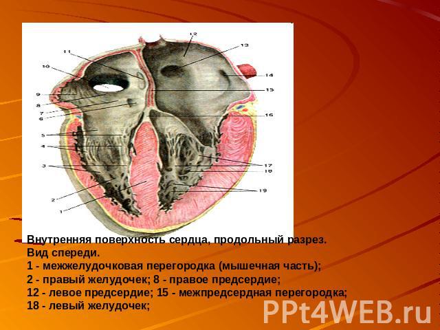 Внутренняя поверхность сердца, продольный разрез. Вид спереди. 1 - межжелудочковая перегородка (мышечная часть); 2 - правый желудочек; 8 - правое предсердие; 12 - левое предсердие; 15 - межпредсердная перегородка; 18 - левый желудочек;