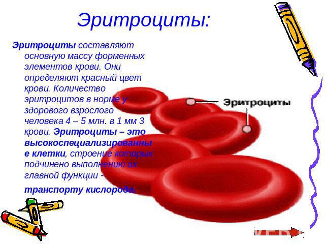 Эритроциты: Эритроциты составляют основную массу форменных элементов крови. Они определяют красный цвет крови. Количество эритроцитов в норме у здорового взрослого человека 4 – 5 млн. в 1 мм 3 крови. Эритроциты – это высокоспециализированные клетки,…