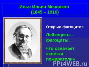 Илья Ильич Мечников (1845 – 1916) Открыл фагоцитоз. Лейкоциты – фагоциты, что оз