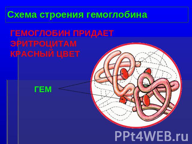 Схема строения гемоглобина ГЕМОГЛОБИН ПРИДАЕТ ЭРИТРОЦИТАМ КРАСНЫЙ ЦВЕТ ГЕМ