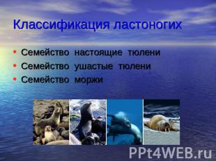 Классификация ластоногих Семейство настоящие тюлени Семейство ушастые тюлени Сем
