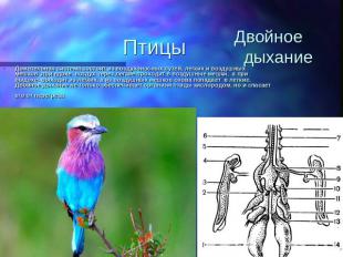 Птицы Двойное дыхание Дыхательная система состоит из воздухоносных путей, легких