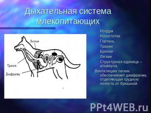 Дыхательная система млекопитающих Ноздри Носоглотка Гортань Трахеи Бронхи Легкие