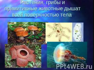 Растения, грибы и примитивные животные дышат всей поверхностью тела