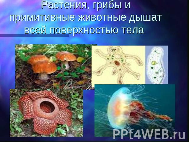 Растения, грибы и примитивные животные дышат всей поверхностью тела