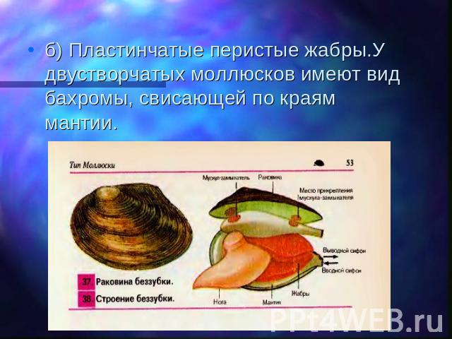 б) Пластинчатые перистые жабры.У двустворчатых моллюсков имеют вид бахромы, свисающей по краям мантии.