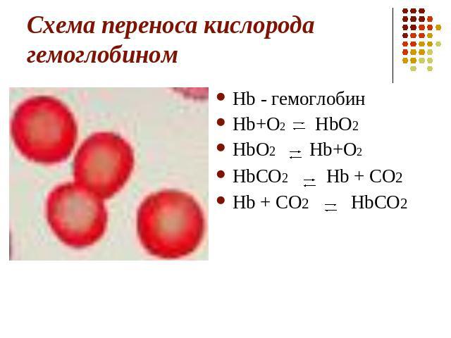 Схема переноса кислорода гемоглобином Hb - гемоглобин Hb+O2 HbO2 HbO2 Hb+O2 HbCO2 Hb + CO2 Hb + CO2HbCO2