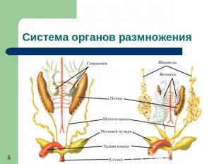 Система органов размножения