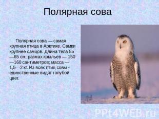 Полярная сова Полярная сова — самая крупная птица в Арктике. Самки крупнее самцо