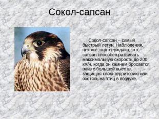 Сокол-сапсан Сокол-сапсан – самый быстрый летун. Наблюдения, похоже, подтверждаю
