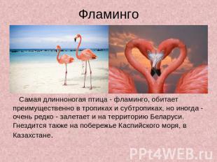 Фламинго Самая длинноногая птица - фламинго, обитает преимущественно в тропиках